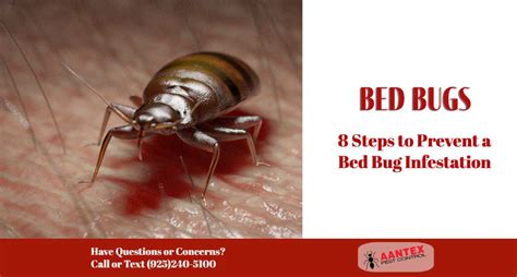 8 Steps to Prevent a Bed Bug Infestation - Aantex Pest & Termite Control