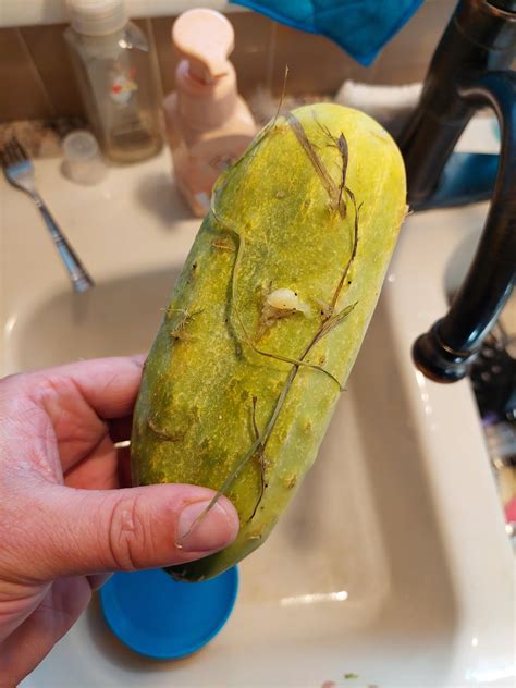 The Swaggy Cucumber Leak: The Enduring Mystery. Image 17