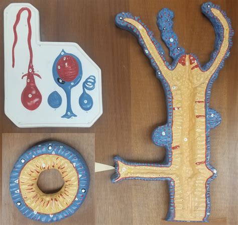 exercise  hydra model diagram quizlet