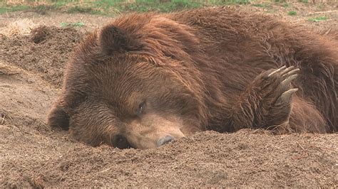 Columbus zoo to study how animals react to total solar eclipse in April ...