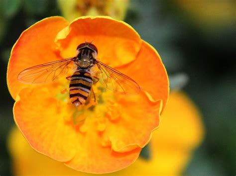 Wedge-Spotted Buzz Fly Alaus Macro - Free photo on Pixabay - Pixabay