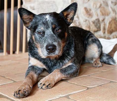 Blue Heeler Breed Information - A Guide To The Australian Cattle Dog