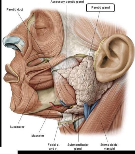 Submandibular Gland Anatomy