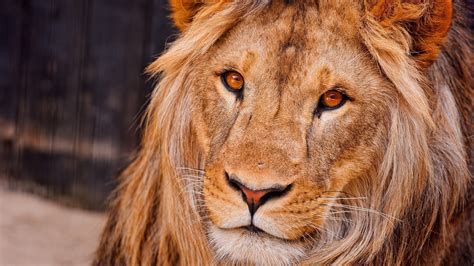 Mac OS X Lion Wallpapers - 4k, HD Mac OS X Lion Backgrounds on WallpaperBat