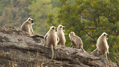 national zoological park  location timings  adotrip