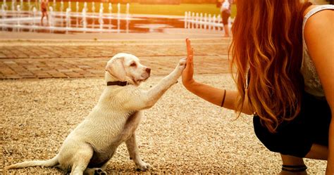 Melhor Amigo Do Homem - O Melhor Amigo: Melhor amigo do homem – A amizade entre cães e pessoas ...