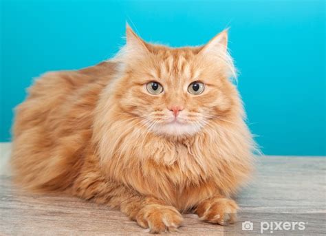 Wall Mural fluffy ginger cat against blue wall - PIXERS.CA