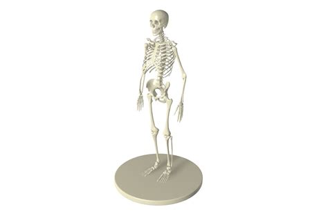 skeleton anatomy  model turbosquid