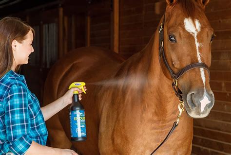 Best Horse Fly Spray - The Horse and Stable