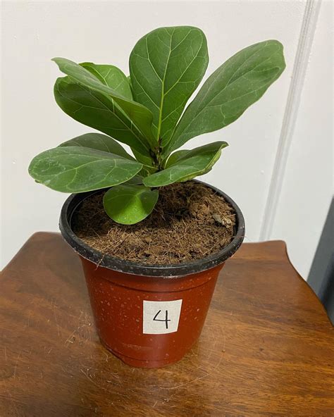 Plantropolisph - For Sale 💯 Bambino Fiddle Leaf Fig🌿 Pot...