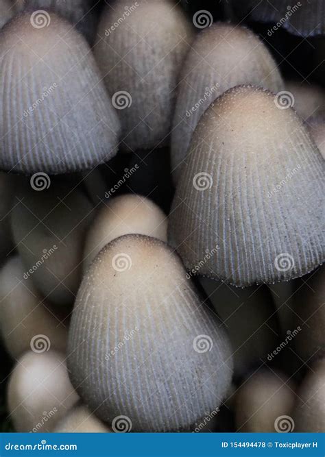 Closeup on Cluster of Wild Ovate Mushroom Heads Stock Photo - Image of