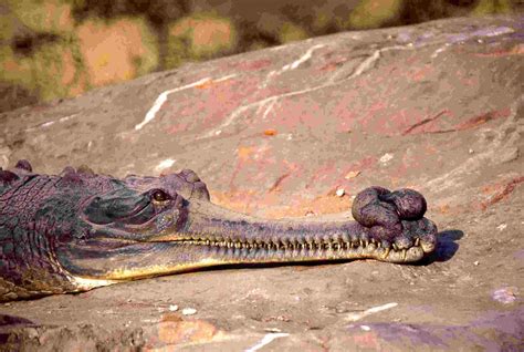 What Is The Difference Between Crocodiles, Alligators, And Gharials?
