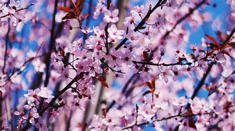 Spring Flowers 4k HD Wallpapers - Wallpaper Cave