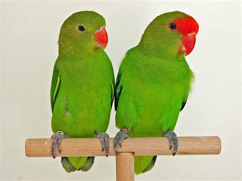 Black-winged Lovebird / Agapornis taranta photo call and song