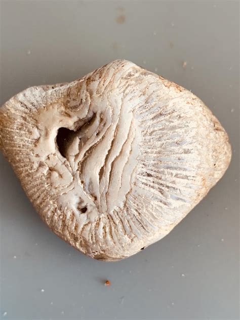 Found in Lake Erie Pa. what was it and how old? : fossils