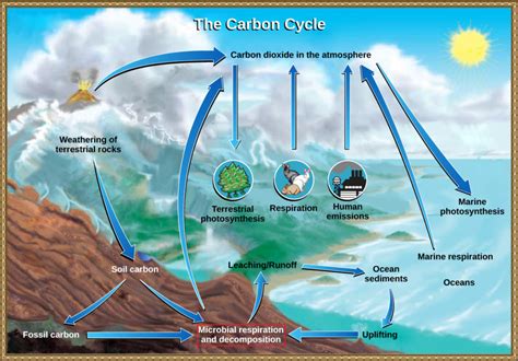 Role of Prokaryotes in Ecosystems | Biology for Majors II