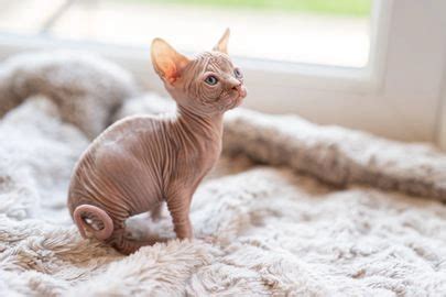 Sphynx Cat Breed - Temperament & Personality Traits | Woof Meow Blog