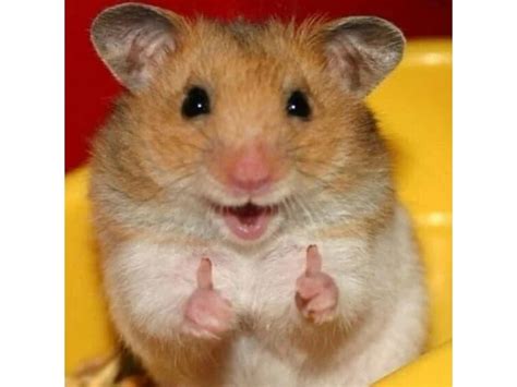 meme chuot hamster dep cute ngau hai huoc nhat