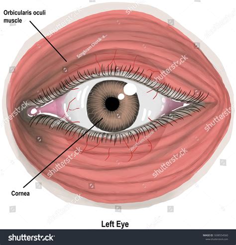orbicularis oculi images stock  vectors shutterstock