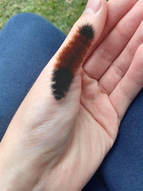Wolly Bears : r/insects