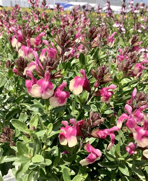 A Salvia Showdown - Greenhouse Product News