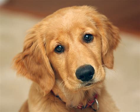 🔥 Download Golden Retriever Puppies Wallpaper HD Cool by @andreamoore ...