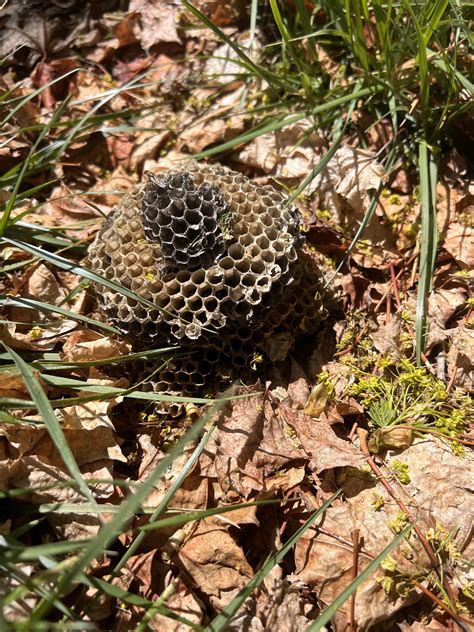 Discover more like Pestcontrol: Hornets,wasps, or bees? and Related