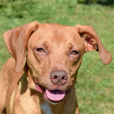 Donors react to kitten shelter expansion plans in the city 7