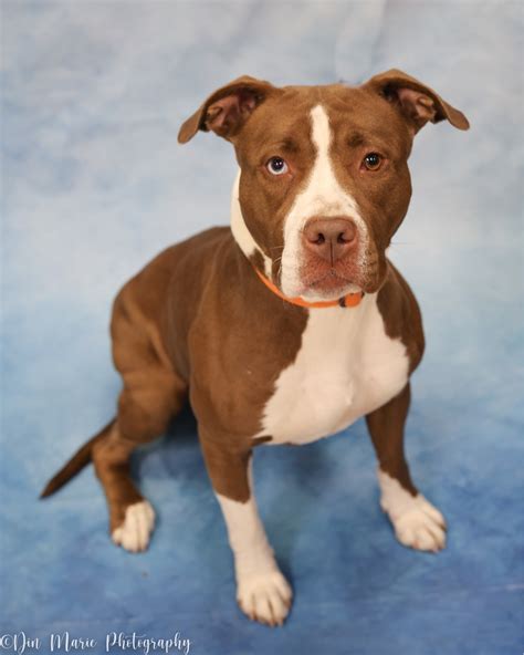 city of rochester animal services 6