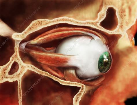 Human Eye - Stock Image - P424/0228 - Science Photo Library