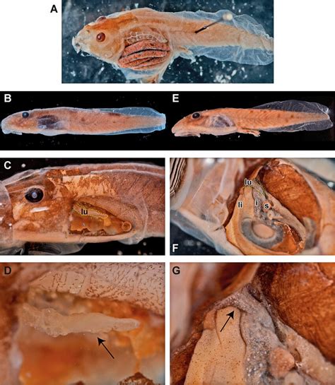 Dissections of tadpole lungs. A: large, typical tadpole lungs in ...