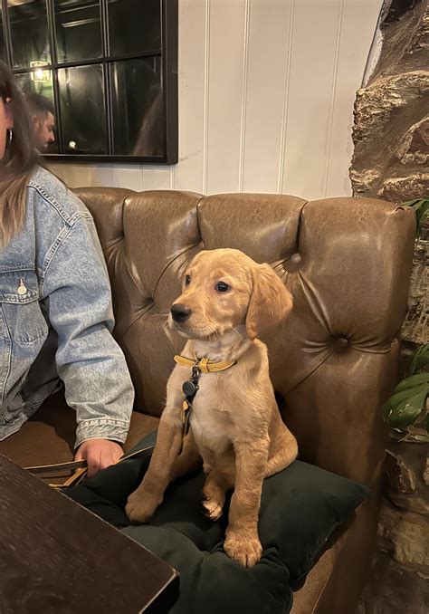 pub dog rosco rgoldador