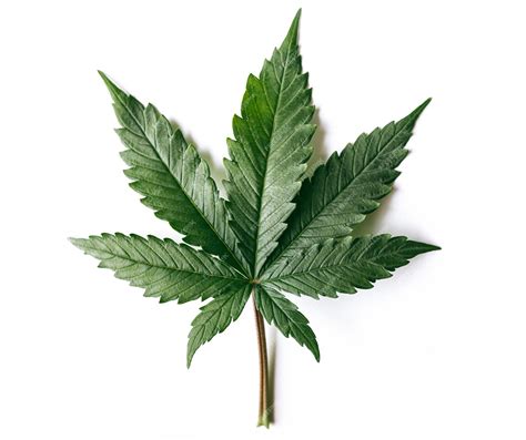 Hoja de marihuana indica | Foto Premium