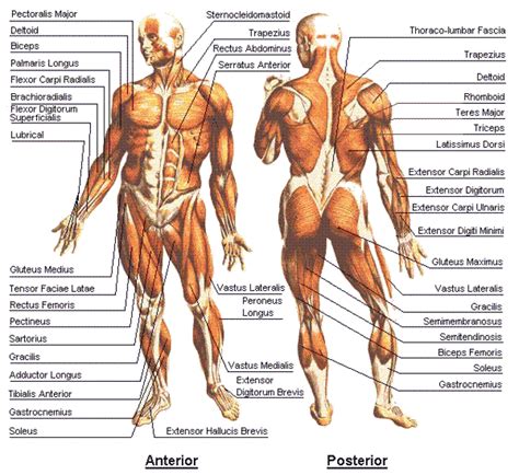 9. Bodybuilding - Anatomy Chart (Interior and Posterior) ~ BodyBuilding