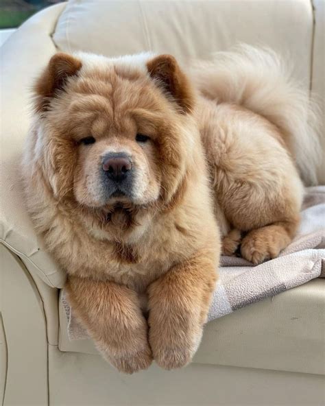 chow chow dog | Chow dog breed, Chow chow puppy, Chow chow dogs