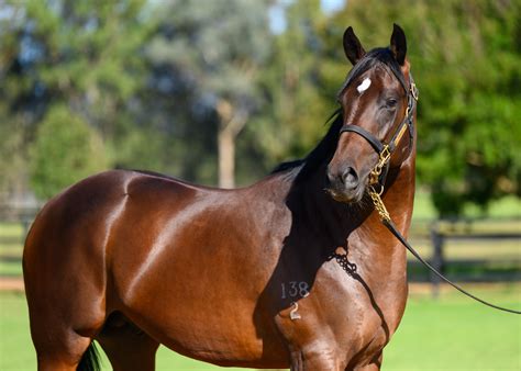 2024 Australian Easter Yearling Sale - Inglis
