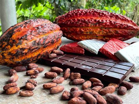 Descubre que hacer en San Rafael Antioquia: Tour del Cacao