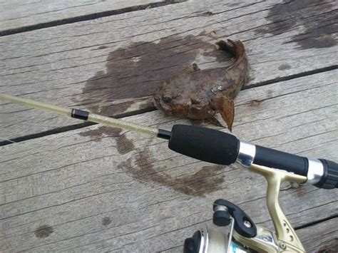 kkanglerssaga ikan langut balik balik