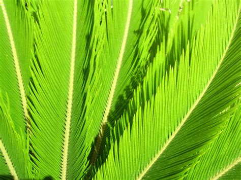 Cycad Leaves Free Stock Photo - Public Domain Pictures