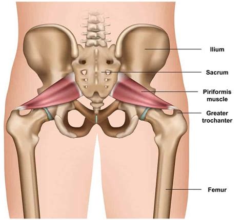 Effectively Release The Piriformis Muscle (At Home) - Coach Sofia Fitness