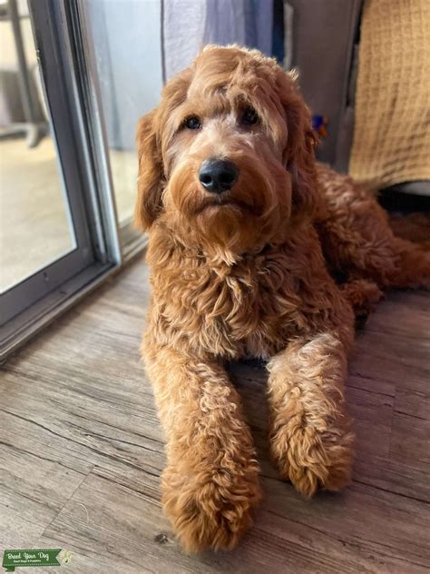 Goldendoodle F1 stud - Stud Dog in Los Angeles, the United States | Breed Your Dog