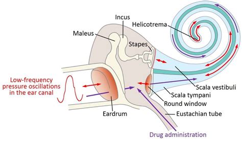 local drug delivery   entire cochlea  breaching