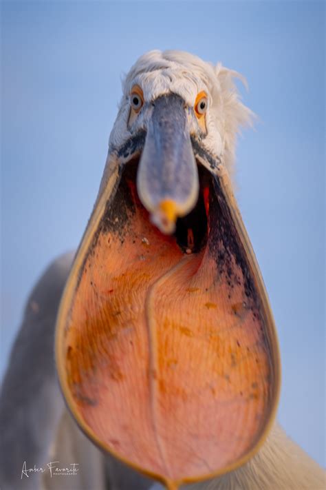 Workshops | Capture Wildlife – Book Your Spot Now — Amber Favorite