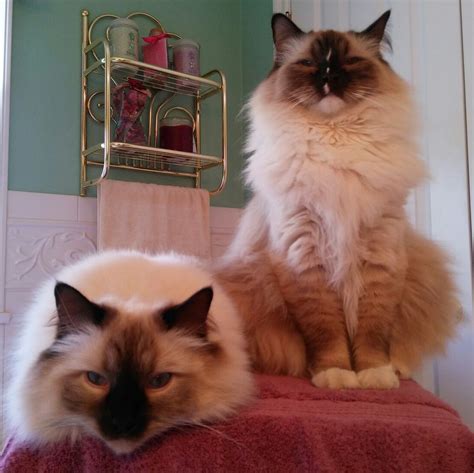 Relaxing on the ironing board. April 2014 | Ragdoll cat, Cute cats, Kittens
