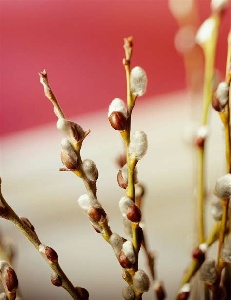 14 of the best winter flowering plants for brightening up the colder
