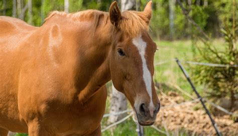 Tyytyväinen hevonen: läheisriippuvuus | Eläinkoulutus