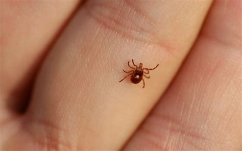 Maryland Biodiversity Project - Lone Star Tick (Amblyomma americanum)