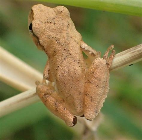 minnesota seasons spring peeper