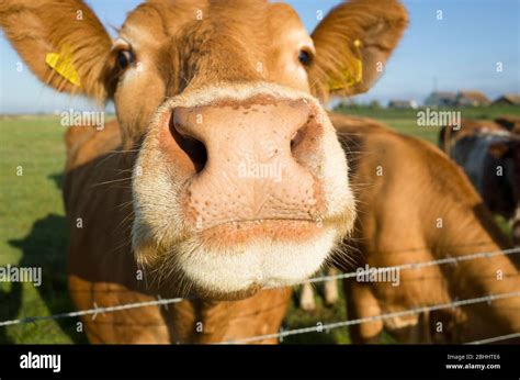 Cow uk jersey hi-res stock photography and images - Alamy