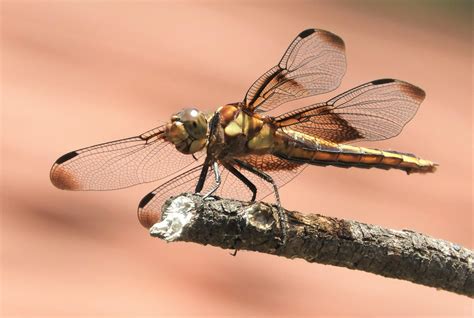 Female Widow Skimmer, in Davis, Ca. : r/Dragonflies